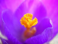 /album/hatarvonal/spring-flower-purple-719702-h-jpg/