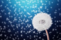 /album/hatarvonal/dandelion-827000-1280-jpg/