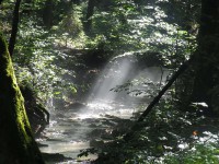 /album/hatarvonal/forest-54555-1280-jpg/
